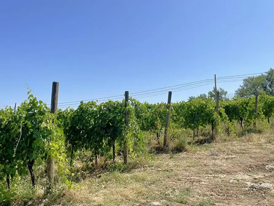 Immagine 76 di Agriturismo in vendita  a Montaione