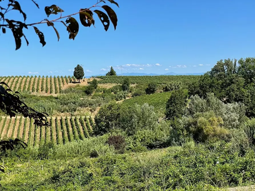 Immagine 79 di Agriturismo in vendita  a Montaione