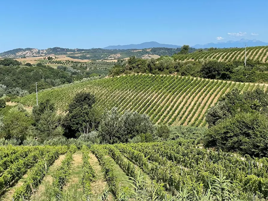 azienda agricola in vendita a Montaione