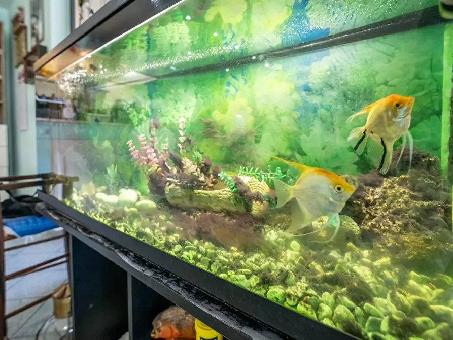 Immagine 91 di Bar / Ristorante in vendita  a Vecchiano