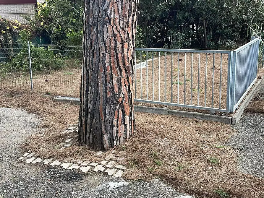 Immagine 21 di Appartamento in vendita  a Bibbona