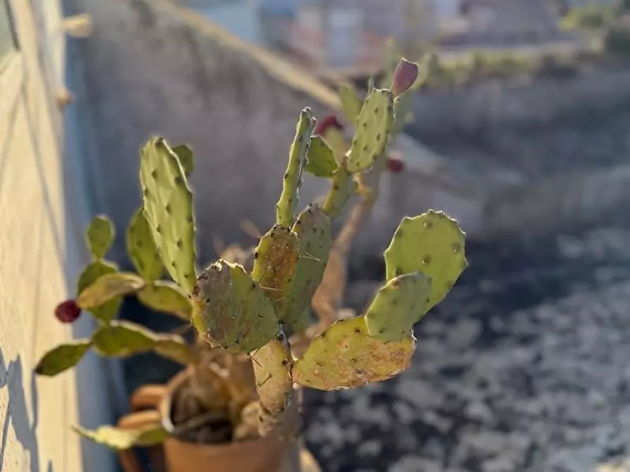 Immagine 25 di Palazzo in vendita  a Andrano