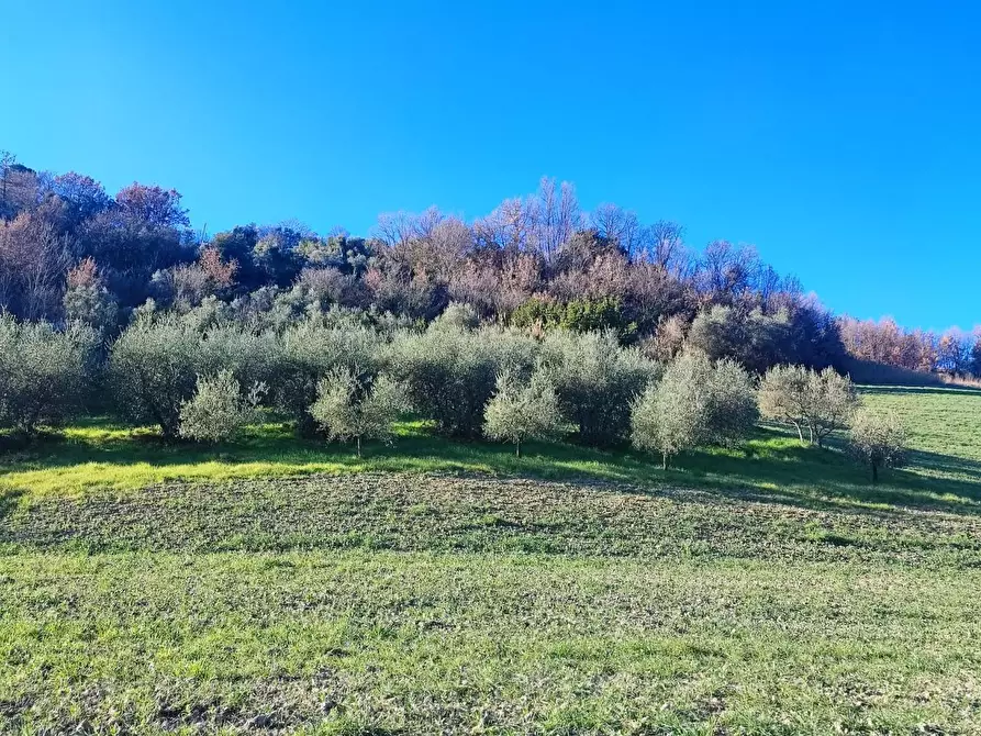 Immagine 8 di Casa colonica in vendita  a Volterra