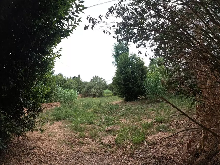 Immagine 36 di Villa in vendita  a Orciano Pisano