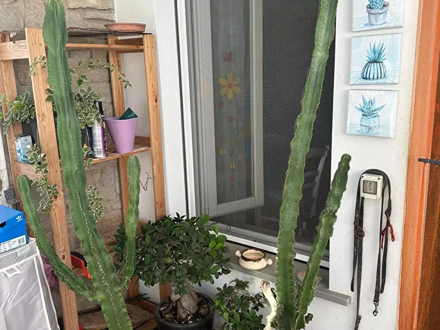 Immagine 5 di Appartamento in vendita  a Campiglia Marittima