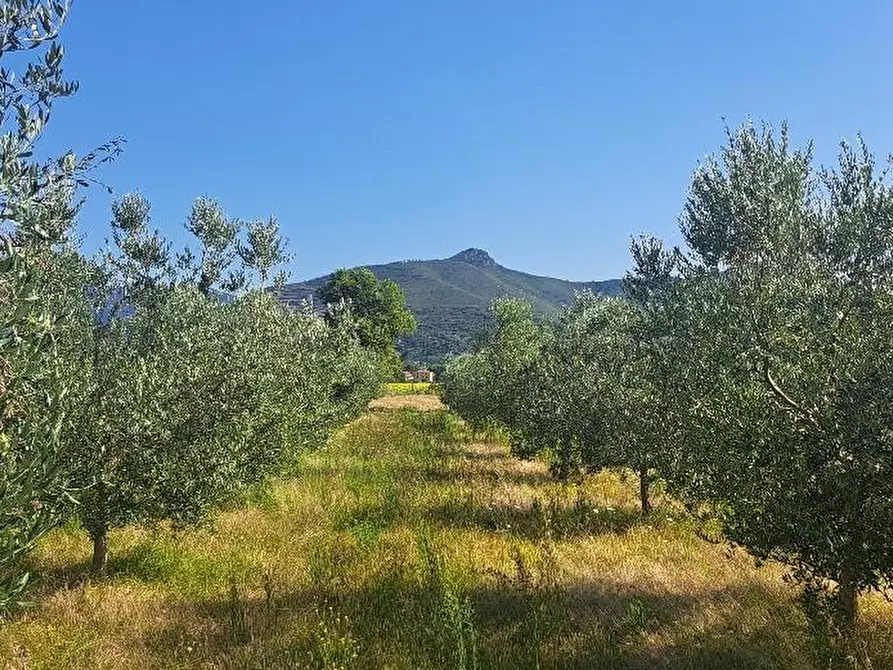 Immagine 2 di Terreno agricolo in vendita  a Cascina