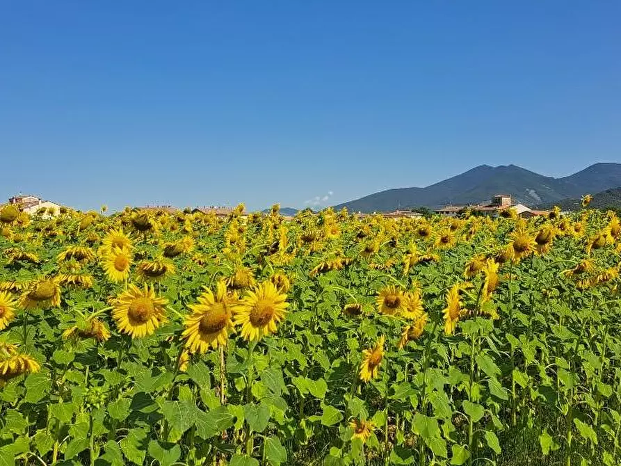 Immagine 12 di Terreno agricolo in vendita  a Cascina