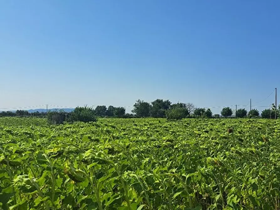 Immagine 6 di Terreno agricolo in vendita  a Cascina