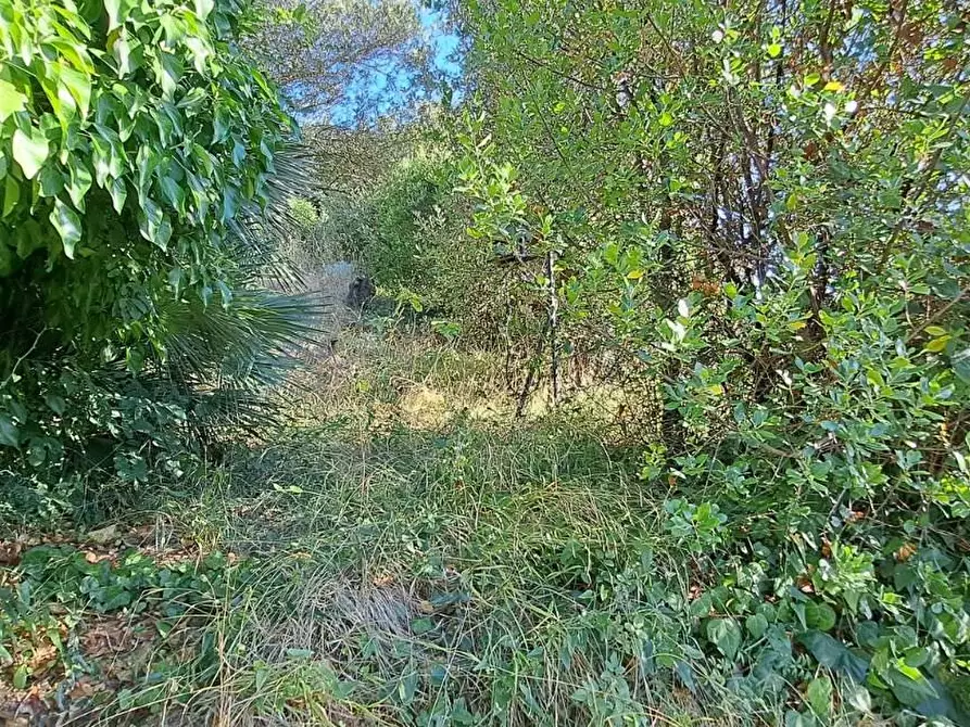 Immagine 31 di Villa in vendita  a Rosignano Marittimo