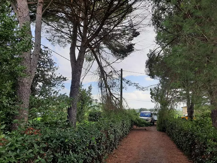 Immagine 2 di Casa indipendente in vendita  a Terricciola