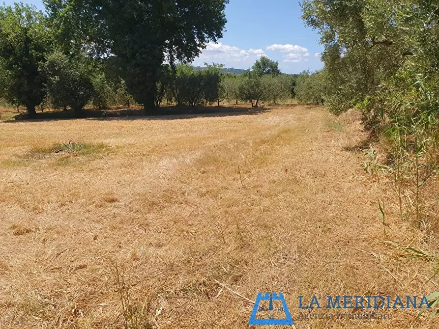 Immagine 27 di Terratetto in vendita  a Lamporecchio