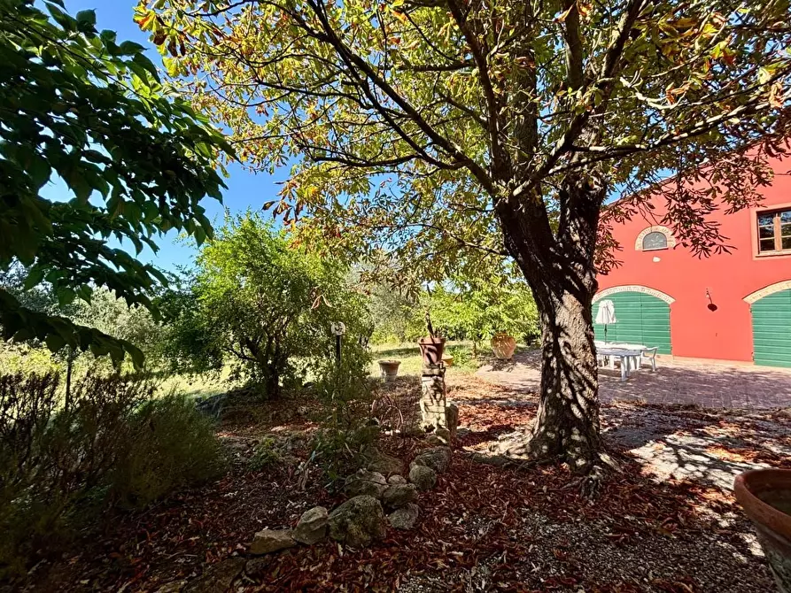 Immagine 15 di Casa colonica in vendita  a Fauglia