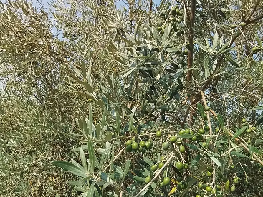 Immagine 11 di Terreno residenziale in vendita  a Capannoli