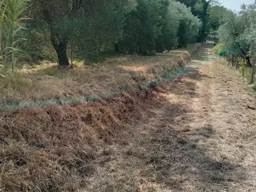 Immagine 21 di Terreno residenziale in vendita  a Capannoli