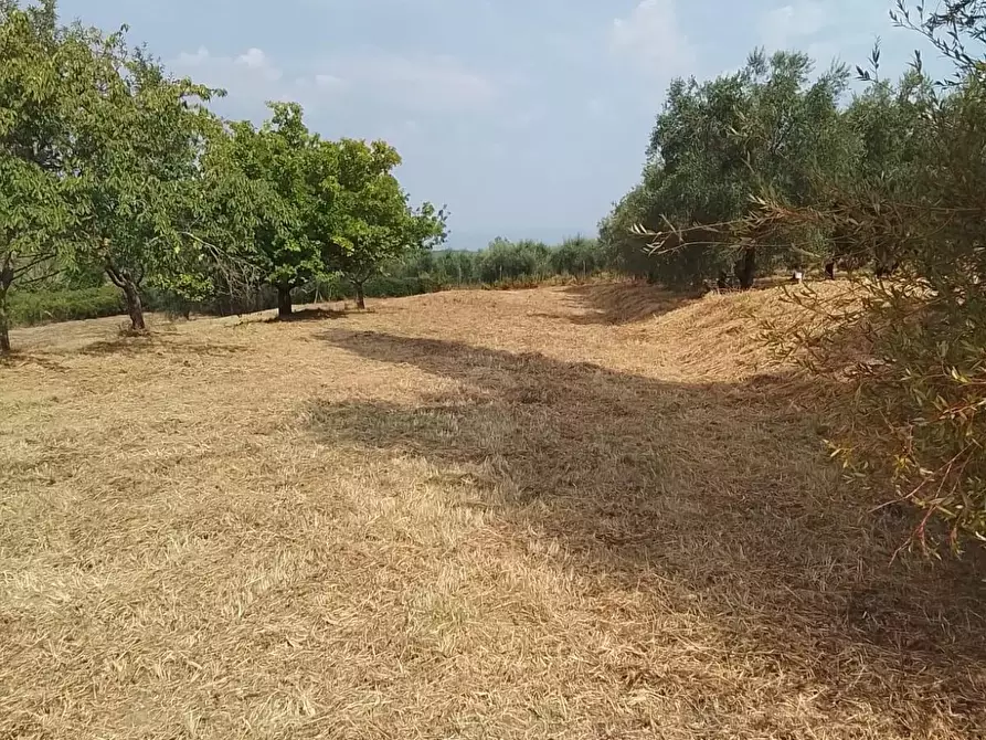 Immagine 36 di Terreno residenziale in vendita  a Capannoli