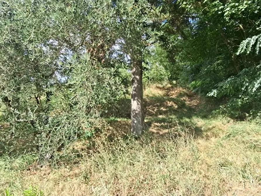 Immagine 9 di Terreno residenziale in vendita  a Capannoli