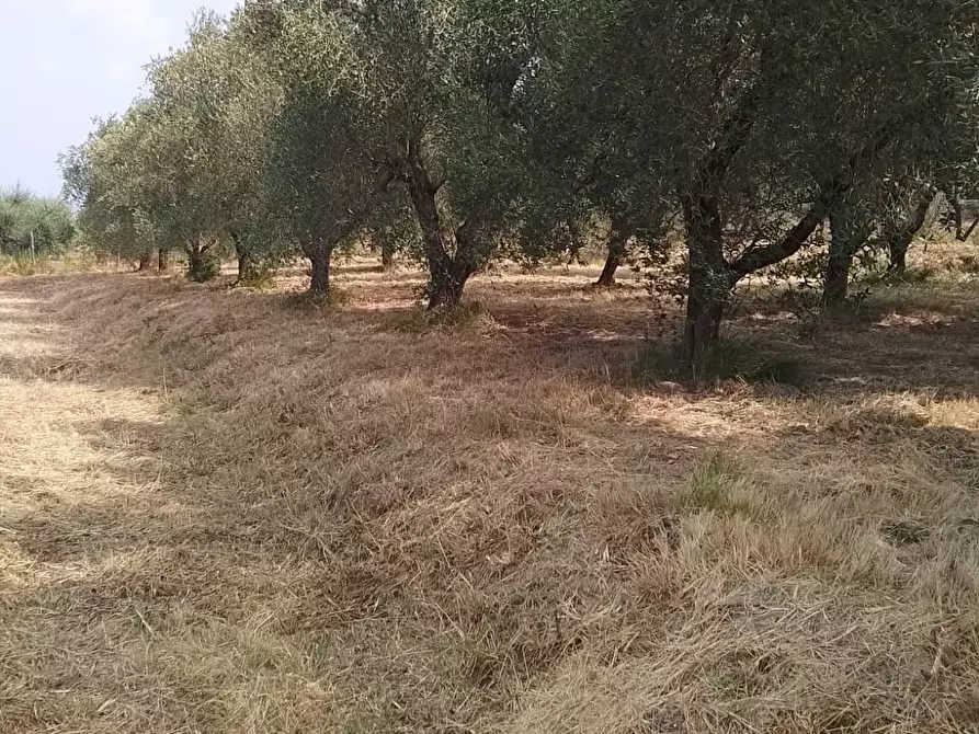 Immagine 32 di Terreno residenziale in vendita  a Capannoli