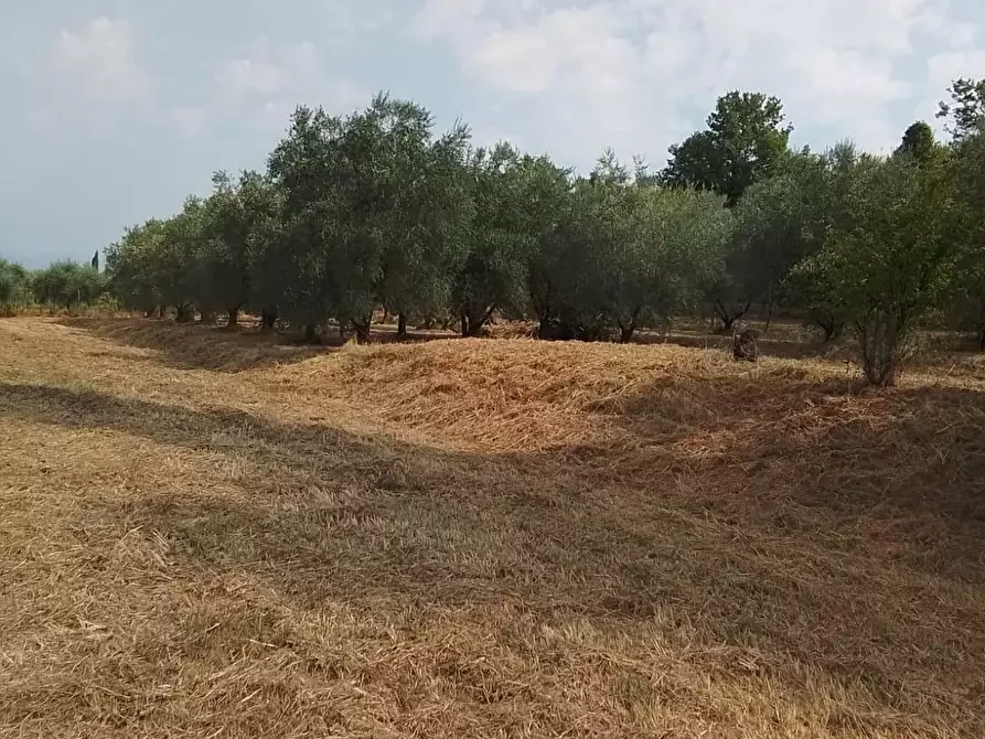 Immagine 34 di Terreno residenziale in vendita  a Capannoli
