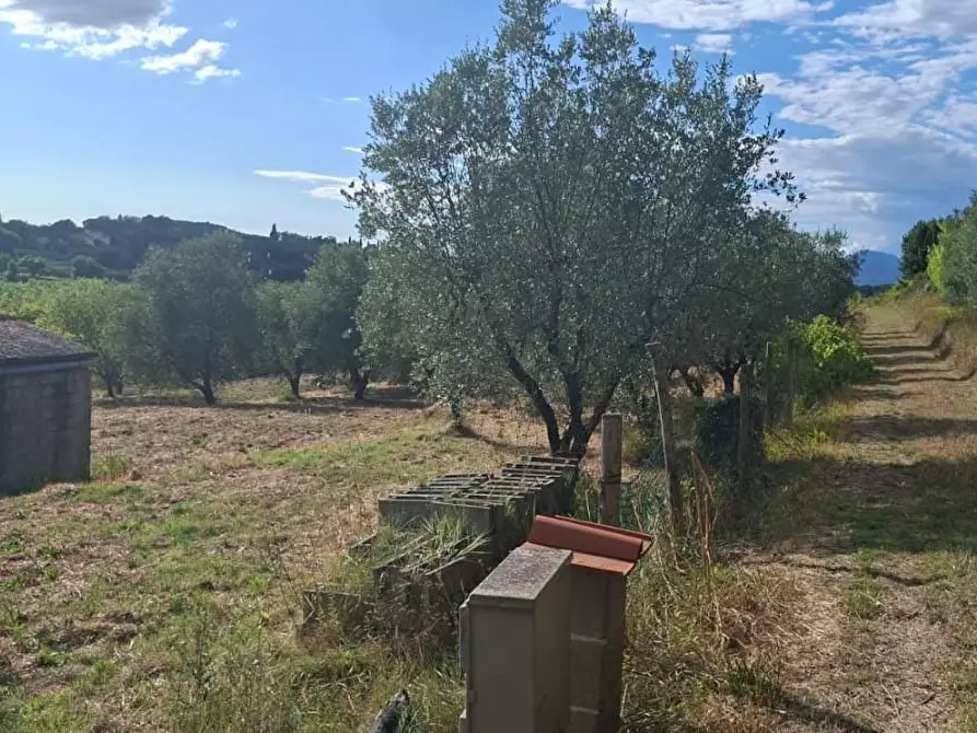 Immagine 4 di Terreno residenziale in vendita  a Capannoli