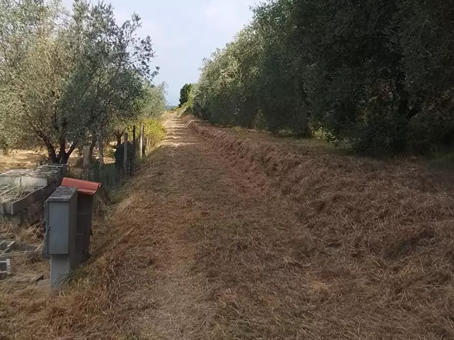 Immagine 30 di Terreno residenziale in vendita  a Capannoli
