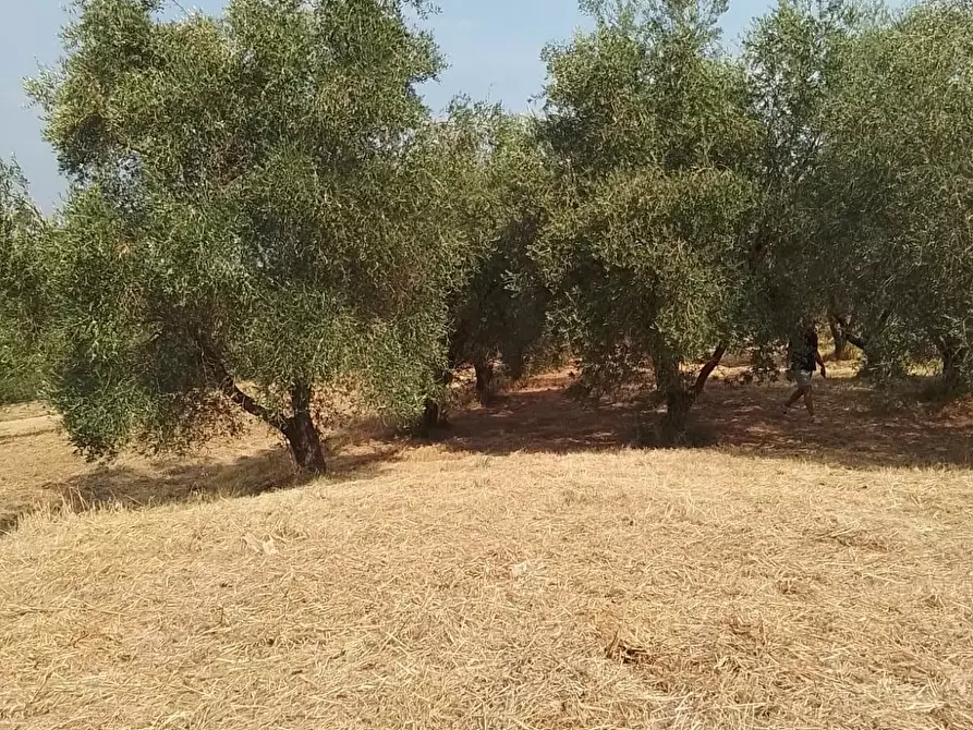 Immagine 25 di Terreno residenziale in vendita  a Capannoli