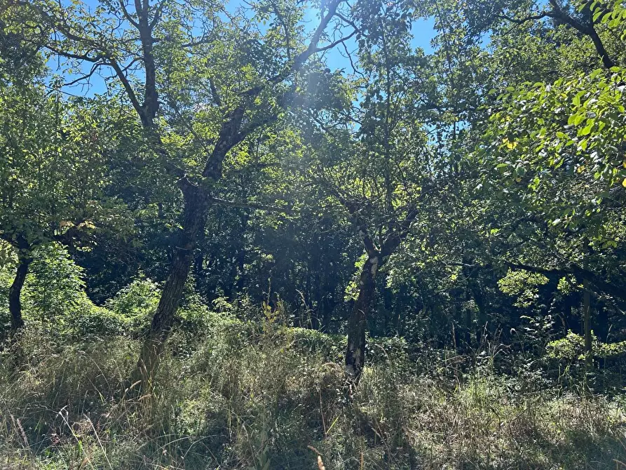 Immagine 15 di Casa indipendente in vendita  a Fivizzano