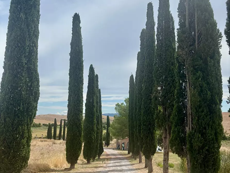 Immagine 9 di Casa colonica in vendita  a Chianni