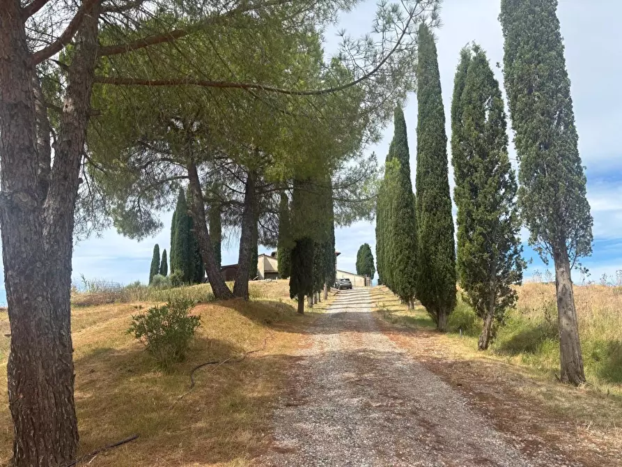 Immagine 6 di Casa colonica in vendita  a Chianni