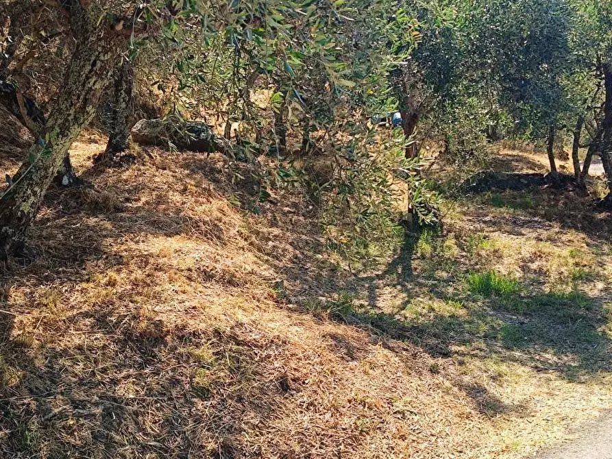 Immagine 6 di Terreno agricolo in vendita  a Calci