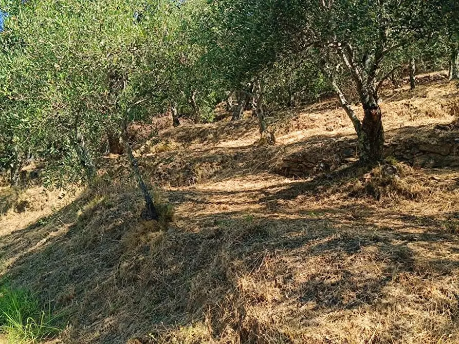 Immagine 12 di Terreno agricolo in vendita  a Calci