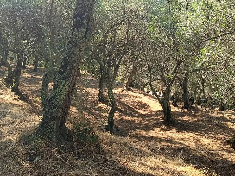 Immagine 21 di Terreno agricolo in vendita  a Calci