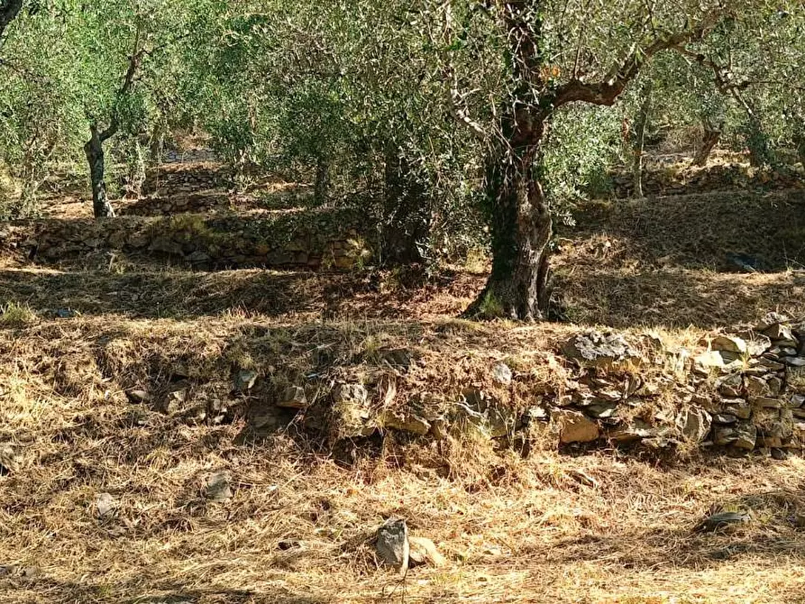 Immagine 9 di Terreno agricolo in vendita  a Calci