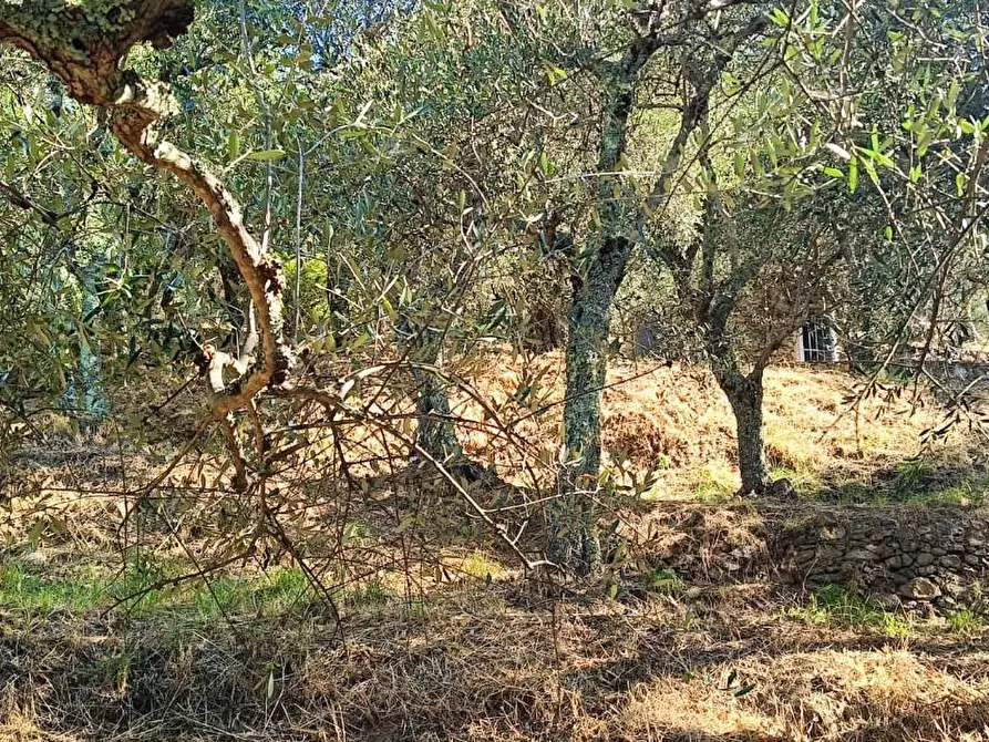 Immagine 23 di Terreno agricolo in vendita  a Calci
