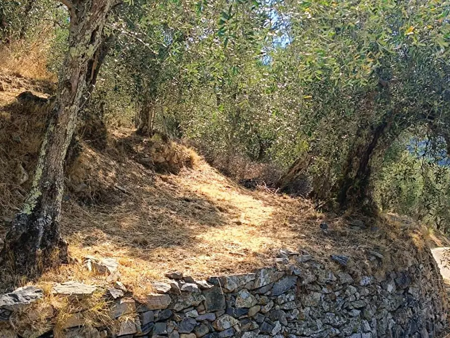 Immagine 3 di Terreno agricolo in vendita  a Calci