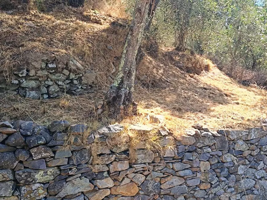 Immagine 4 di Terreno agricolo in vendita  a Calci