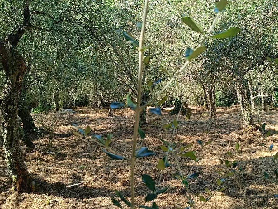 Immagine 22 di Terreno agricolo in vendita  a Calci
