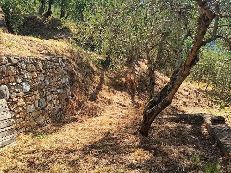 Immagine 11 di Terreno agricolo in vendita  a Calci