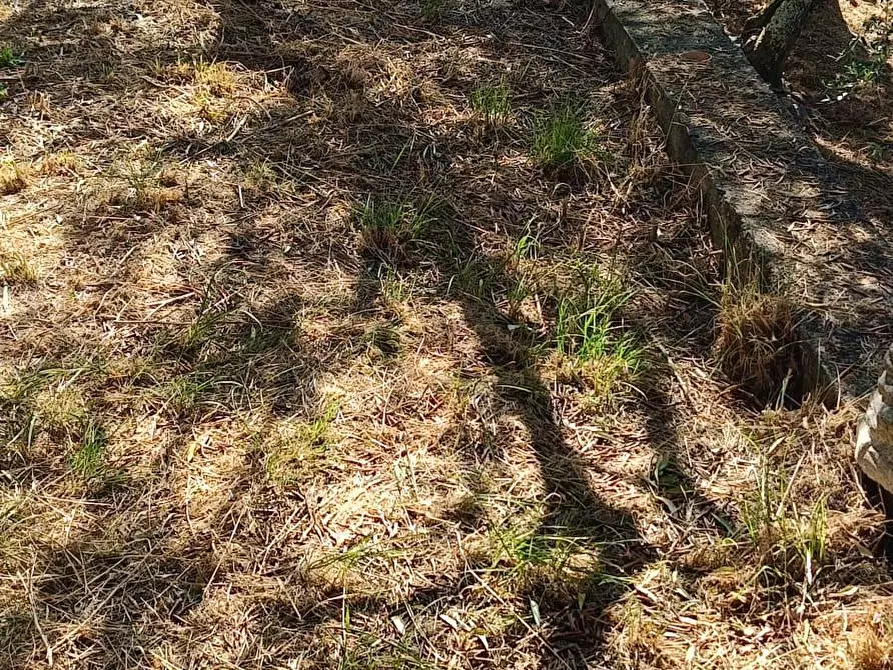 Immagine 10 di Terreno agricolo in vendita  a Calci