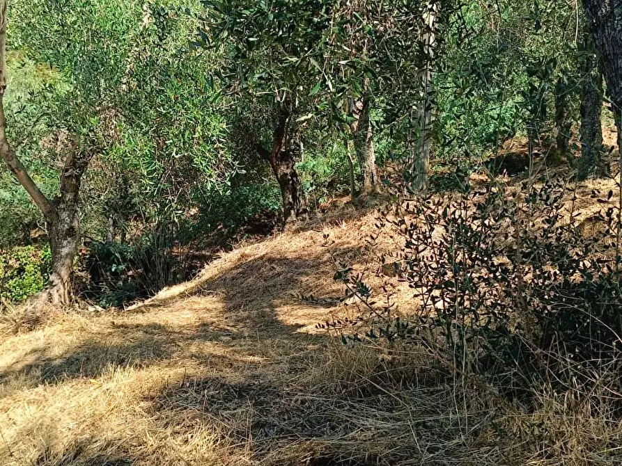 Immagine 5 di Terreno agricolo in vendita  a Calci