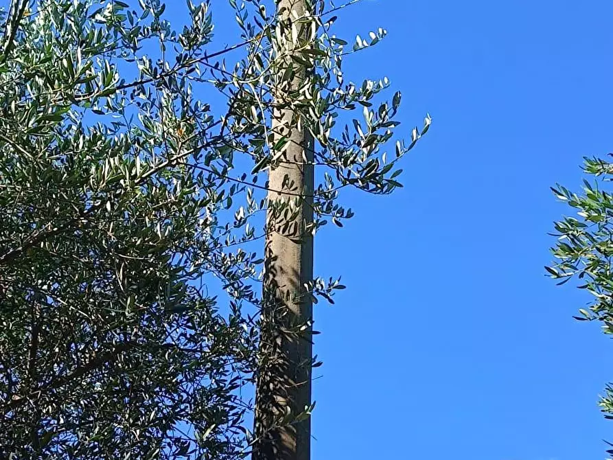 Immagine 20 di Terreno agricolo in vendita  a Calci