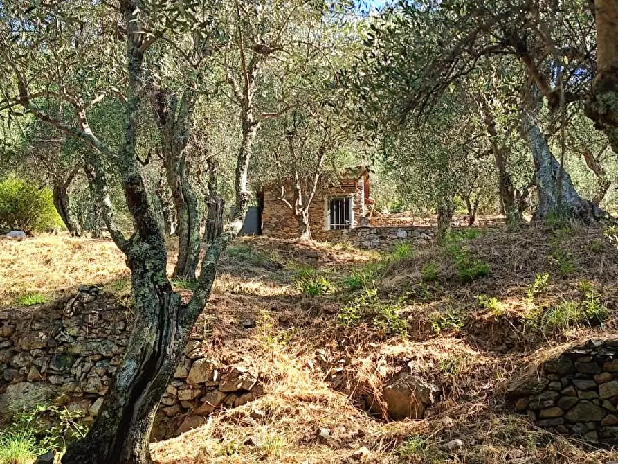 Immagine 19 di Terreno agricolo in vendita  a Calci