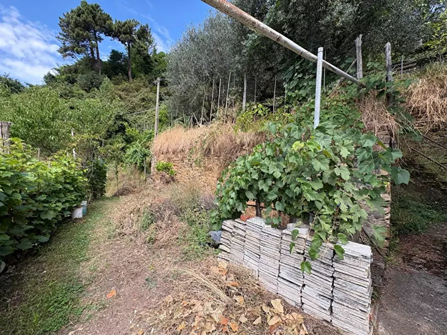 Immagine 9 di Rustico / casale in vendita  a Montignoso