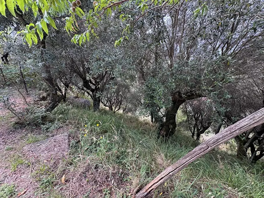 Immagine 5 di Rustico / casale in vendita  a Montignoso