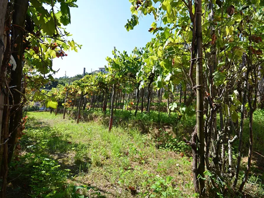 Immagine 50 di Casa bifamiliare in vendita  a Montignoso