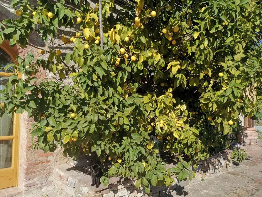 Immagine 10 di Appartamento in affitto  a Buti