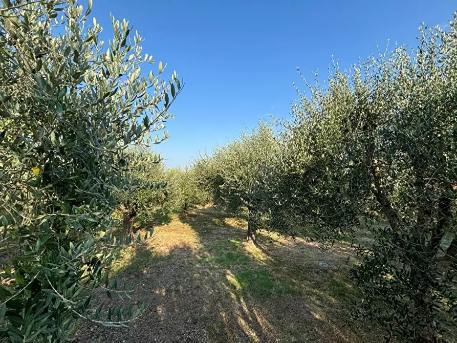 Immagine 20 di Villa in vendita  a Capannoli