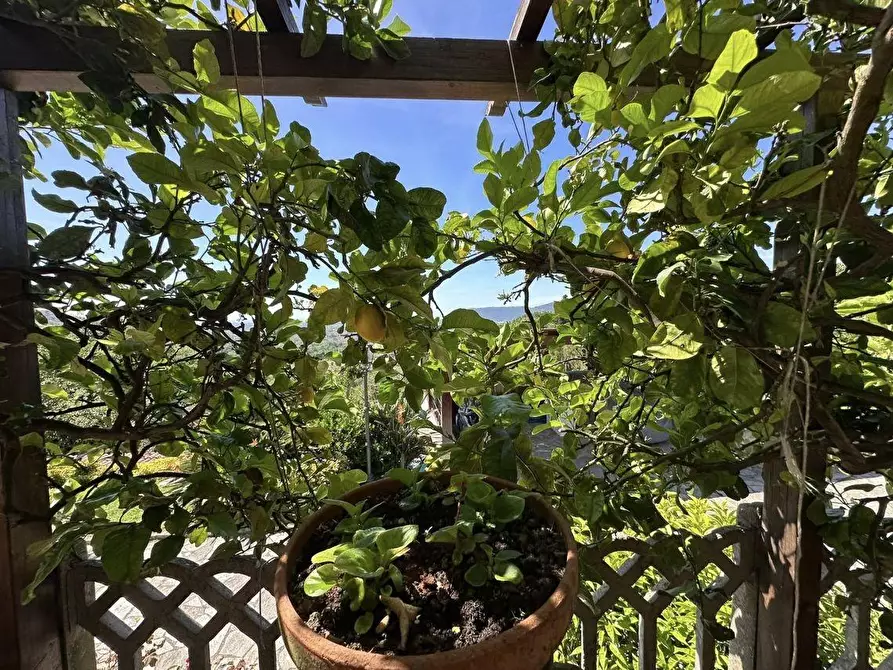 Immagine 37 di Villa in vendita  a Fosdinovo