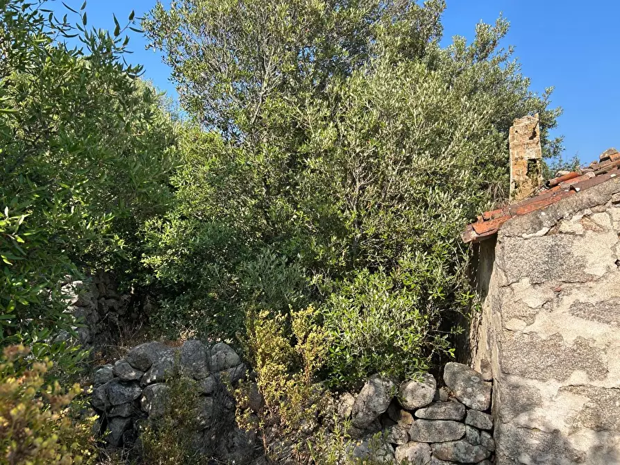 Immagine 12 di Casa colonica in vendita  a Luogosanto