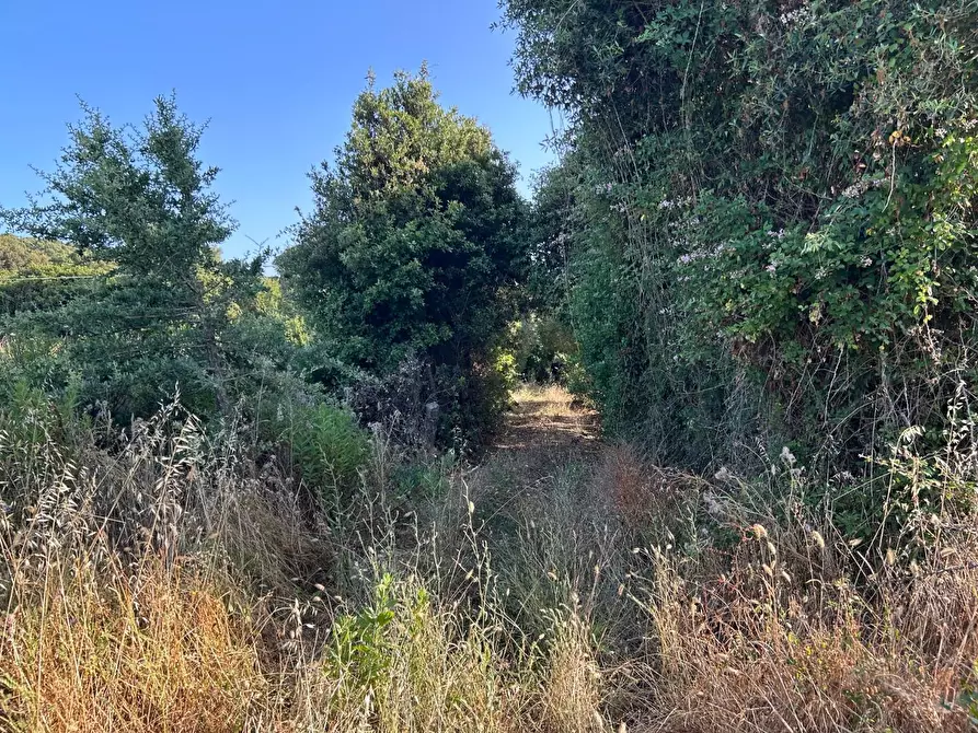 Immagine 61 di Casa colonica in vendita  a Luogosanto