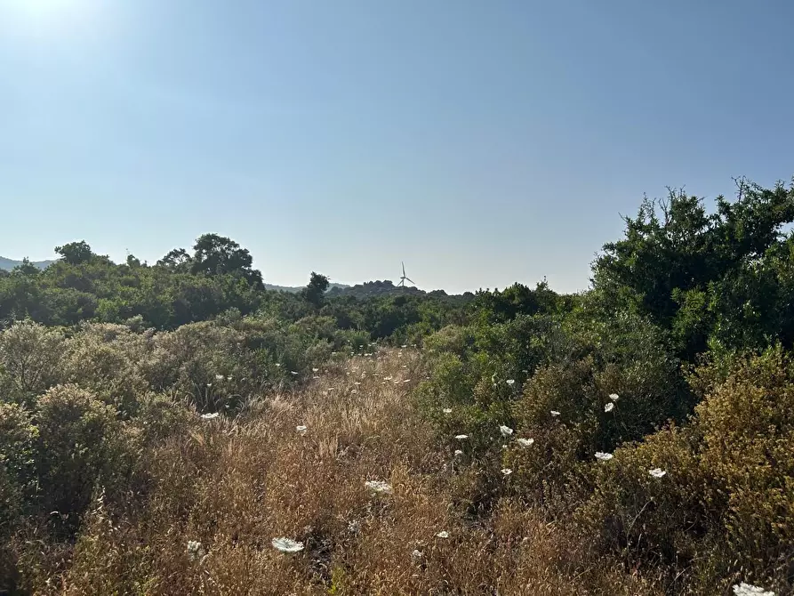 Immagine 35 di Casa colonica in vendita  a Luogosanto